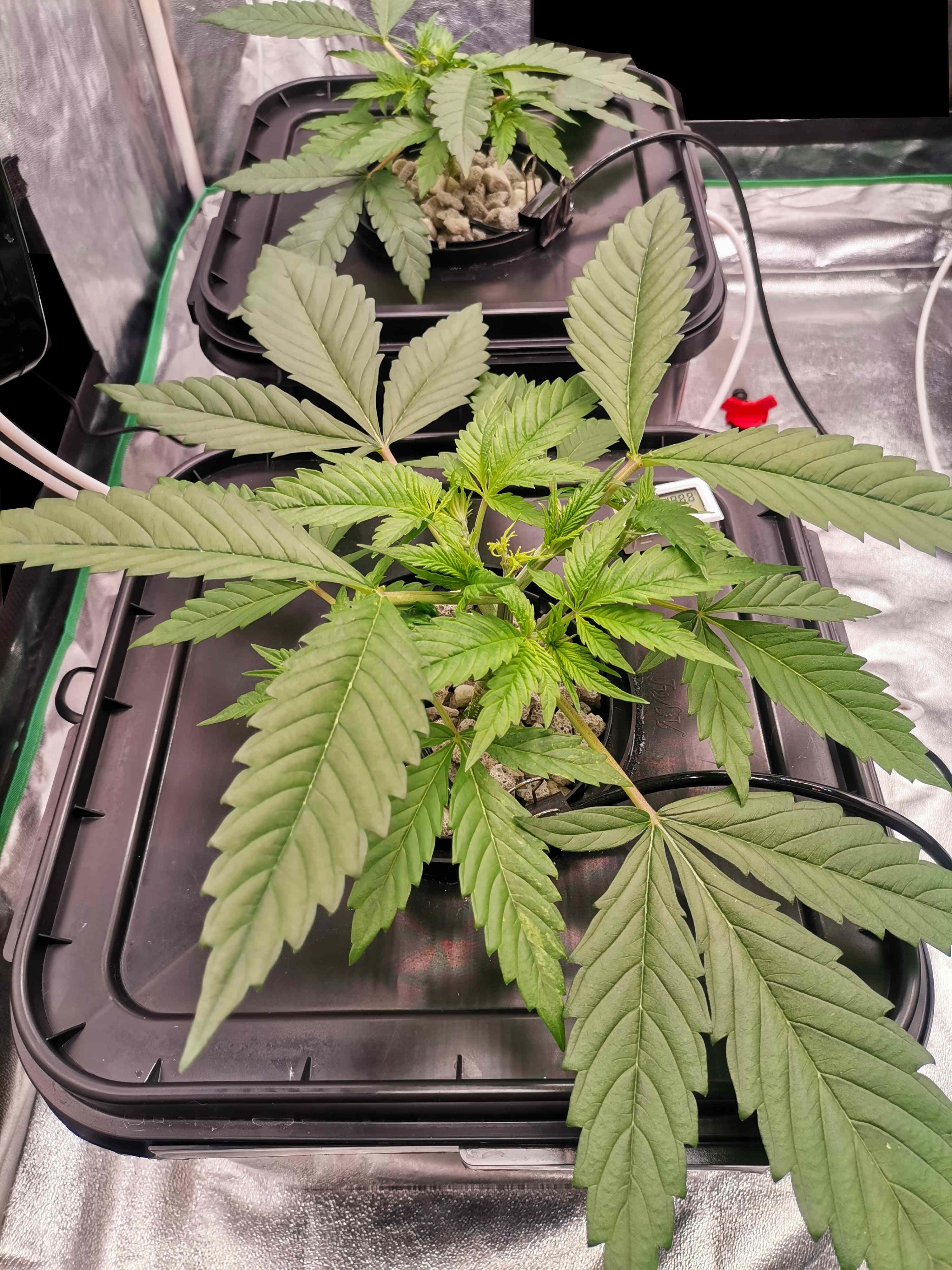 Beyond the Brain2.jpg